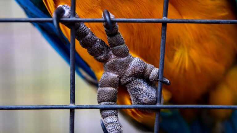 Bosque afectado por la tala para ilustrar Madre Tierra VIII en América Latina