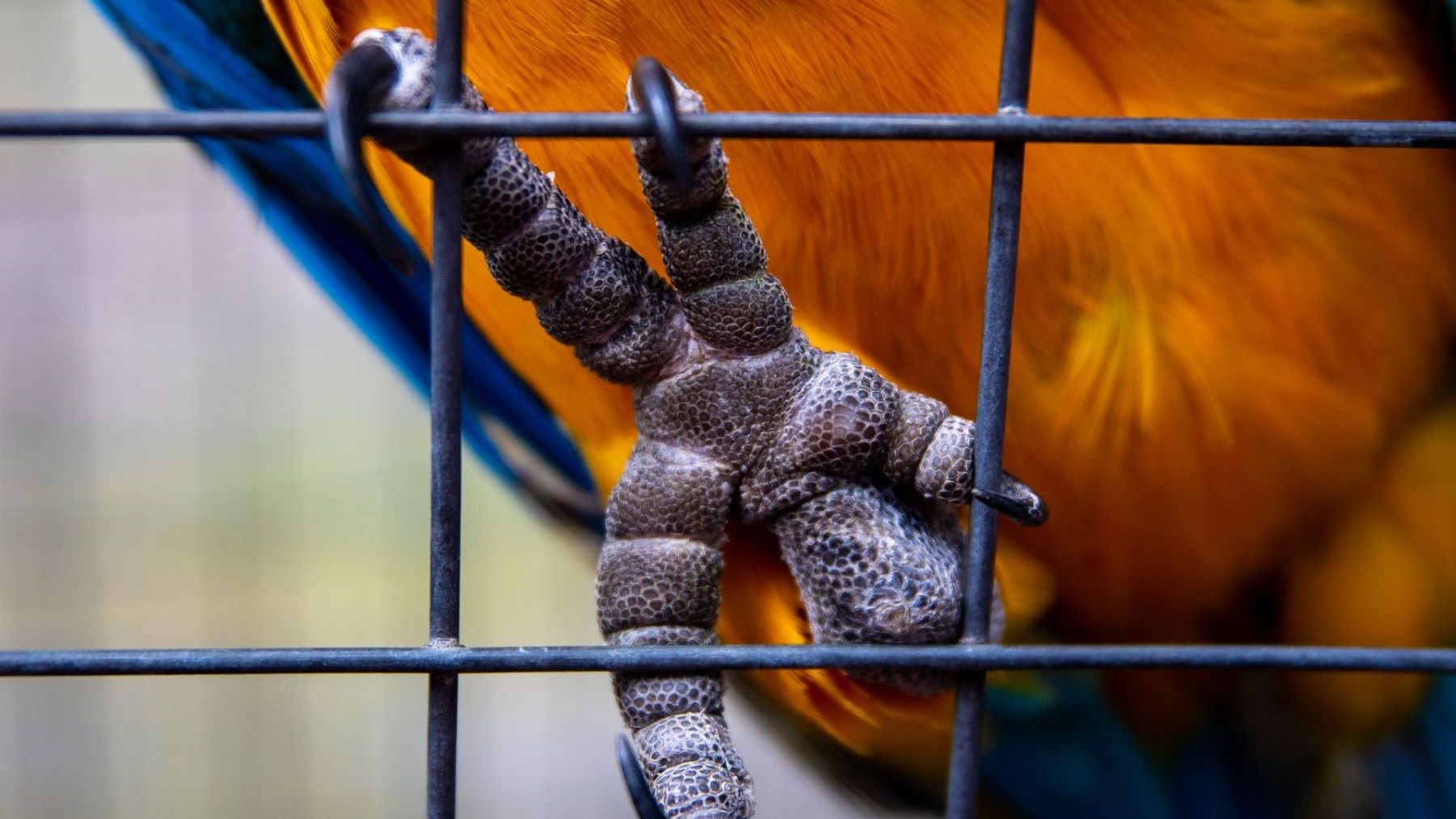 Bosque afectado por la tala para ilustrar Madre Tierra VIII en América Latina