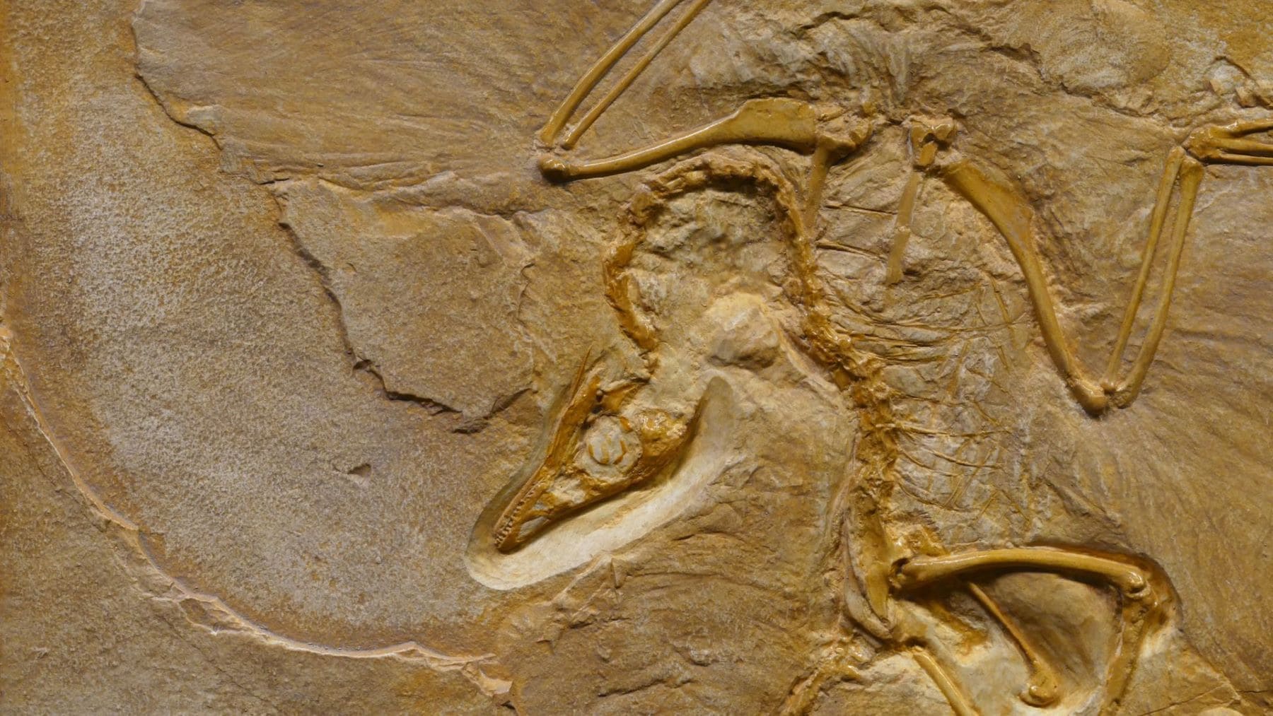 Microfósil de la biota de Kheseen estudiado en la investigación sobre el origen de los animales