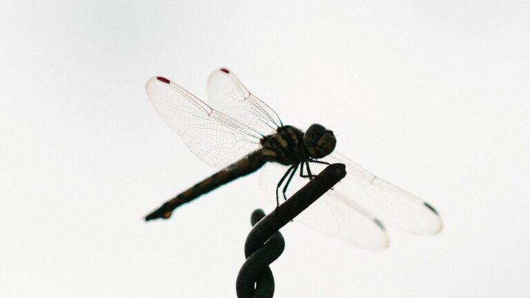 Orthetrum trinacria registrada por primera vez en Cataluna