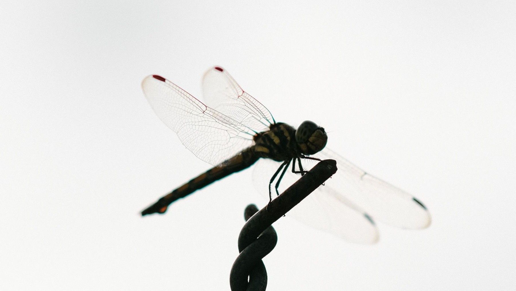 libélula detectada por primera vez en Cataluña: Orthetrum trinacria
