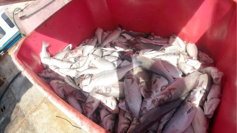 Peces muertos en Gran Canaria acumulados en contenedores en las imágenes difundidas por Greenpeace