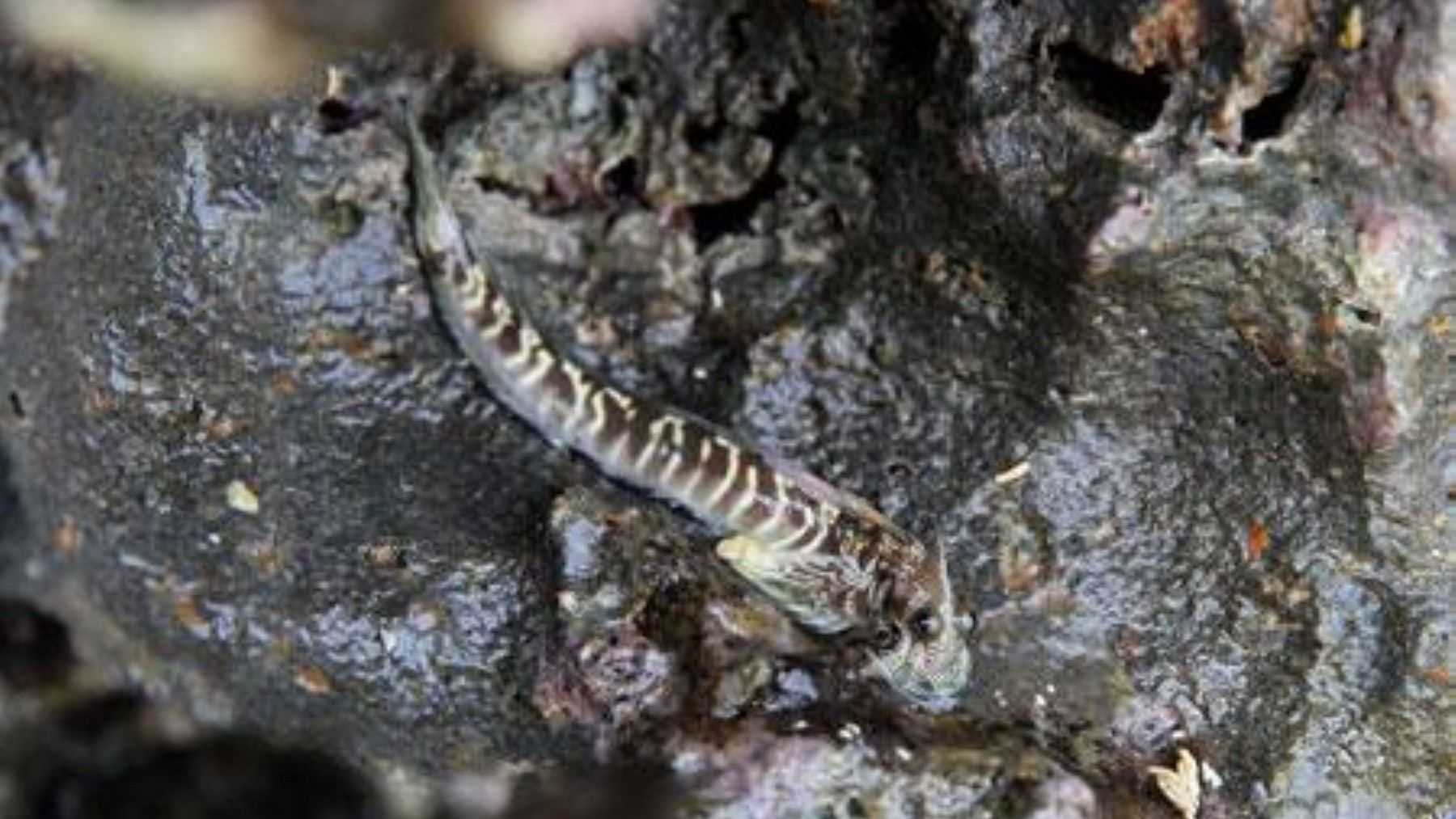 Alticus arnoldorum, una de las especies de peces terrestres estudiadas.