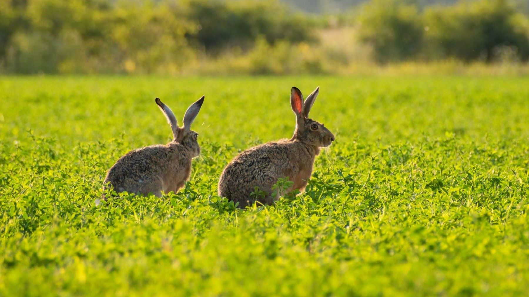 Fósiles de micromamíferos ibéricos utilizados para estudiar el pasado ambiental
