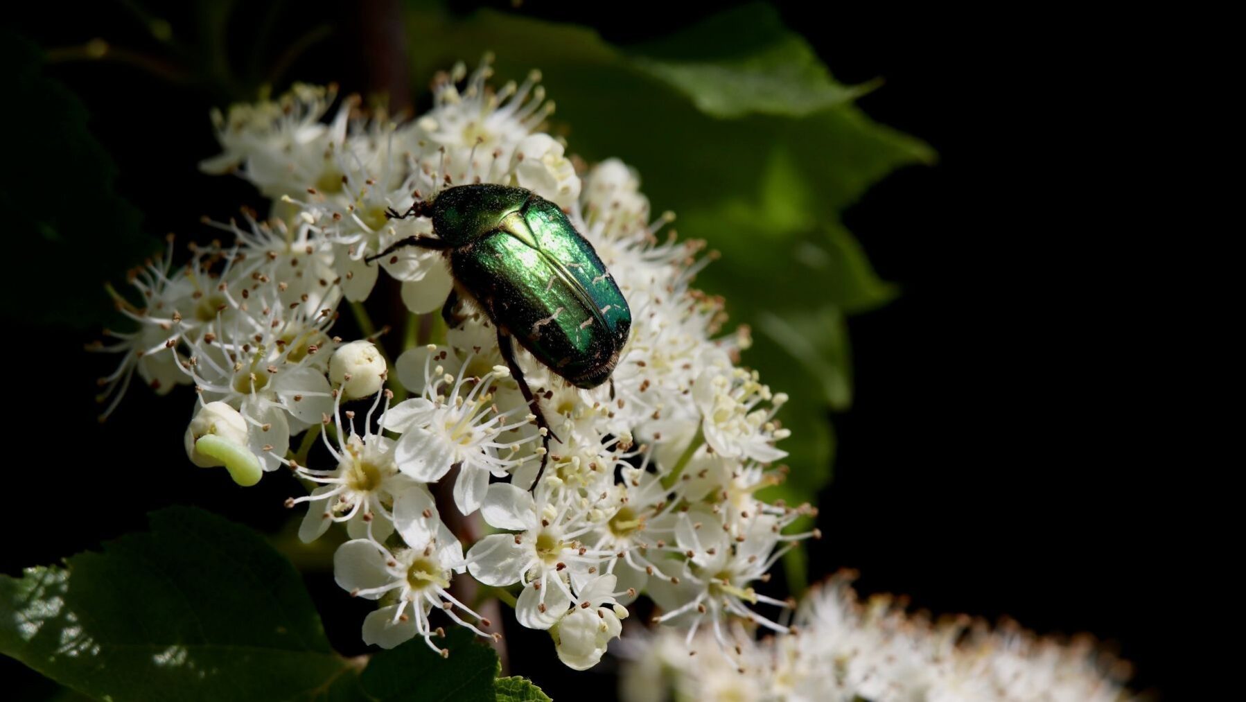 Insecto sobre una flor, pequeña fauna afectada por la pérdida de biodiversidad.