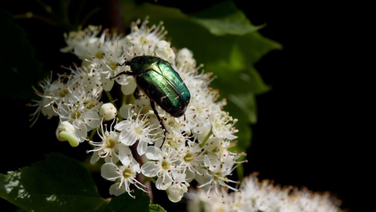 Insecto sobre una flor, pequeña fauna afectada por la pérdida de biodiversidad.