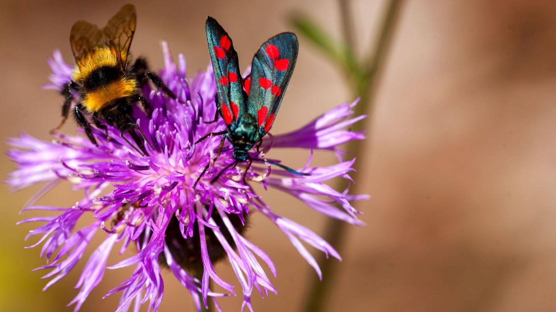 Plantas y polinizadores: una abeja visita una flor para recoger alimento