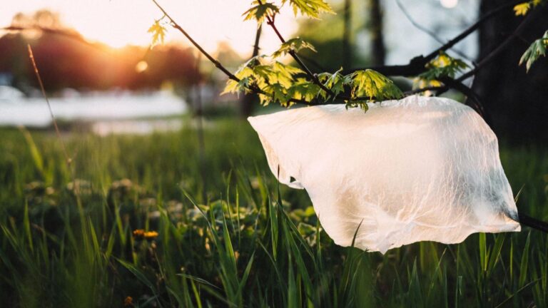 Investigación de plásticos de origen vegetal para mejorar su resistencia y facilitar su reciclaje.