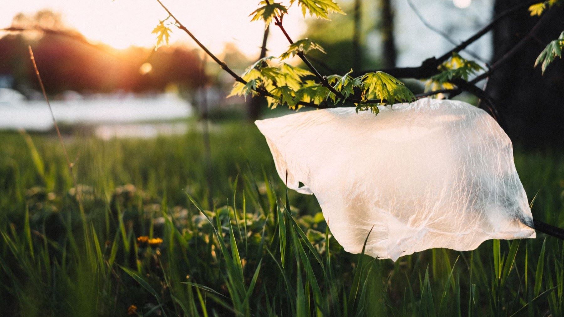 Investigación de plásticos de origen vegetal para mejorar su resistencia y facilitar su reciclaje.