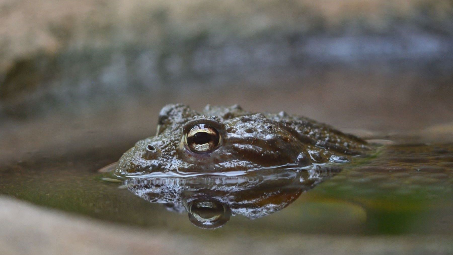 Fósil de Gerrothorax maritimus, descrito como el primer anfibio marino completamente adaptado al océano.