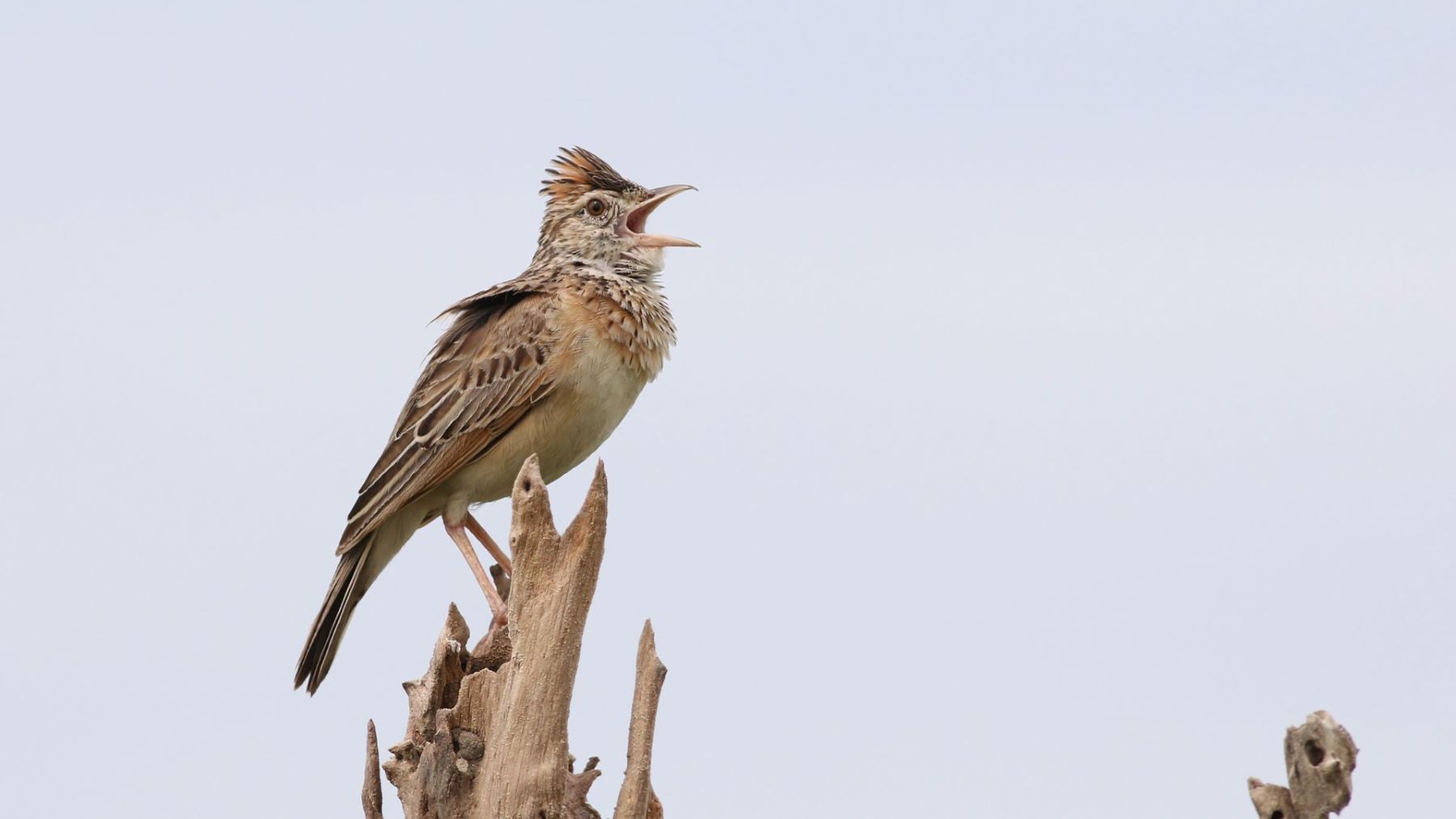 especie beneficiaria de un proyecto financiado por el programa LIFE