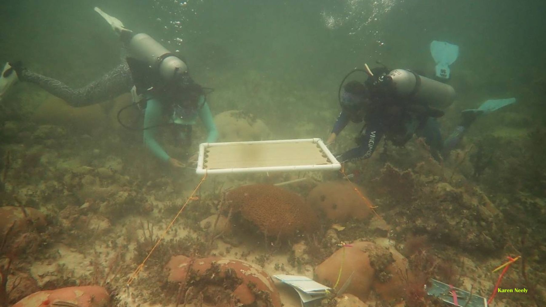 sombreado de corales con una estructura experimental en los Cayos de Florida