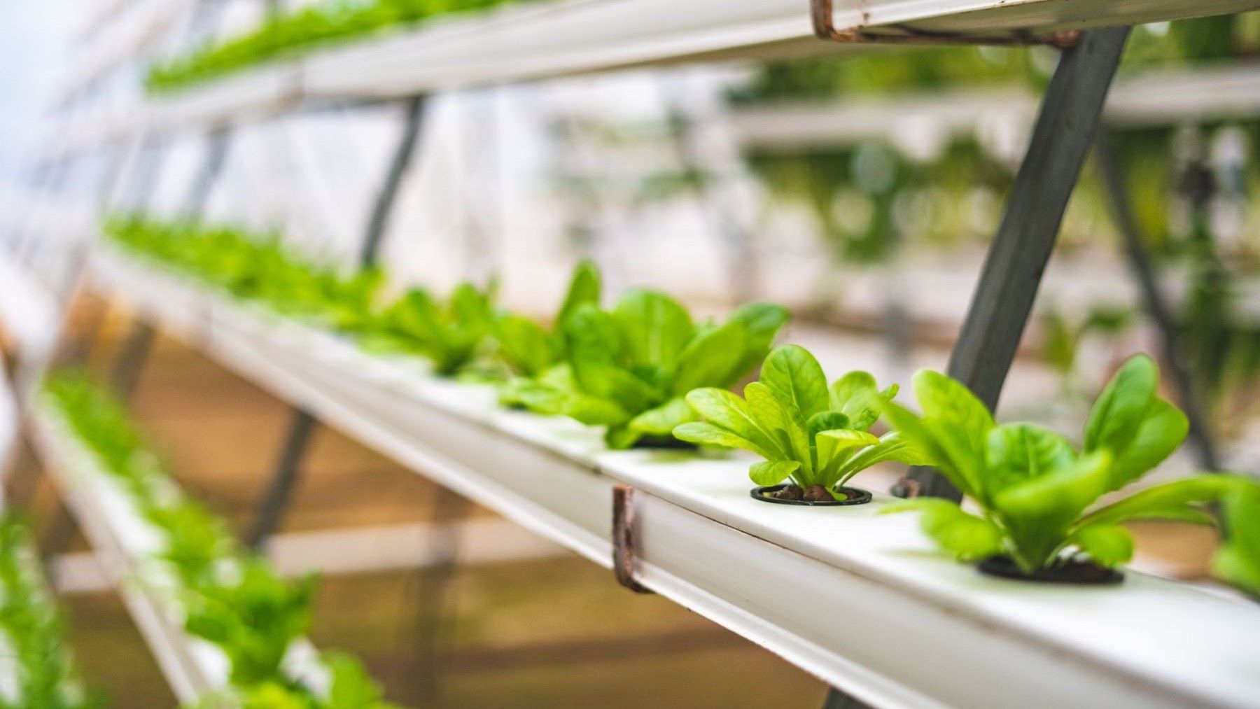 Cultivo aeropónico con inteligencia artificial para optimizar el suministro de agua y nutrientes