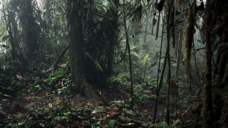 Rana venenosa de Ecuador de la nueva especie Excidobates perplexus