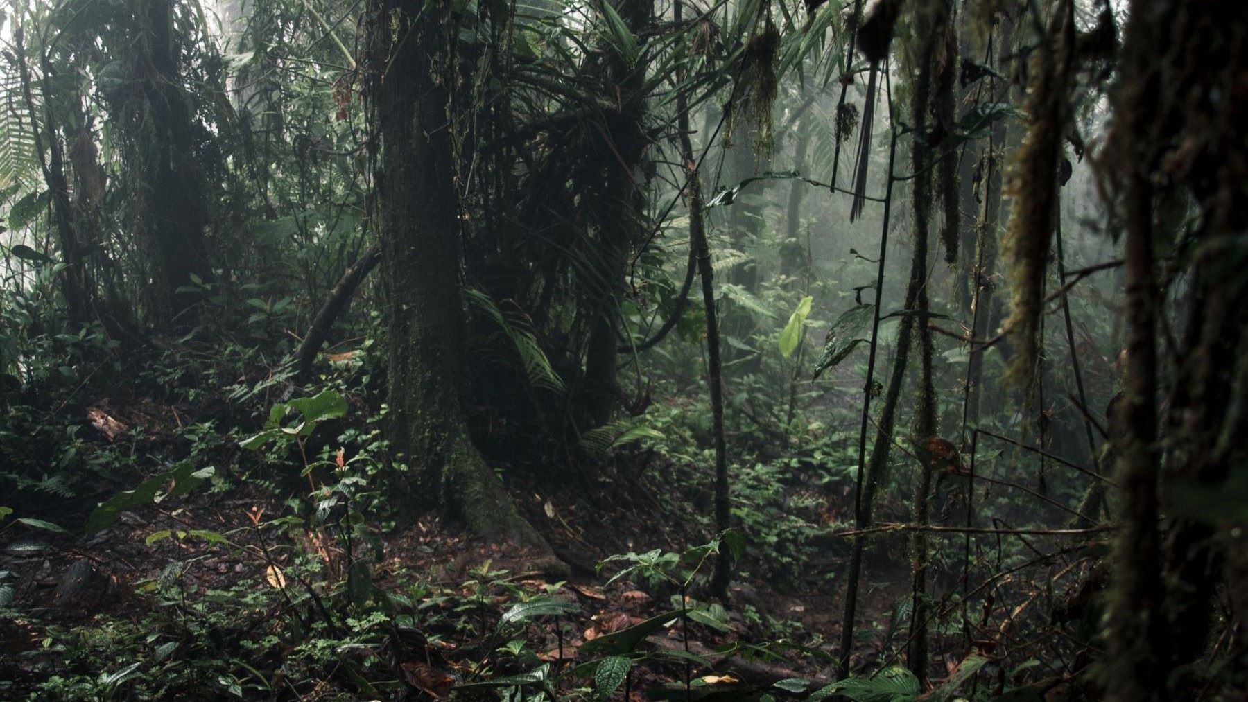 Rana venenosa de Ecuador de la nueva especie Excidobates perplexus