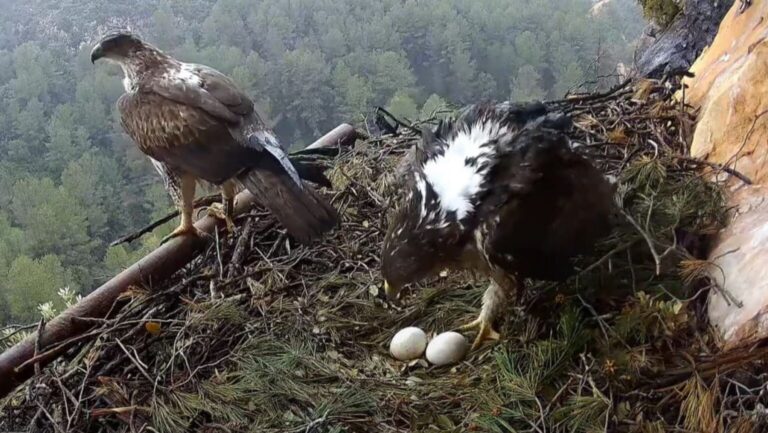 Agente medioambiental reconstruyendo un nido de águila perdicera en una pared rocosa de la Sierra de Espadán.