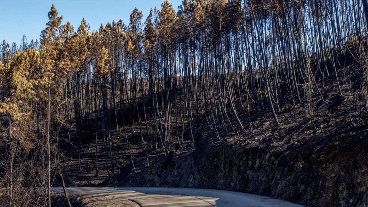 Evaluación de un terreno forestal para ilustrar el proyecto contra la desinformación sobre incendios forestales.