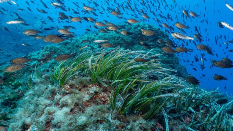 Reserva des Freus ampliacion de la proteccion marina entre Ibiza y Formentera