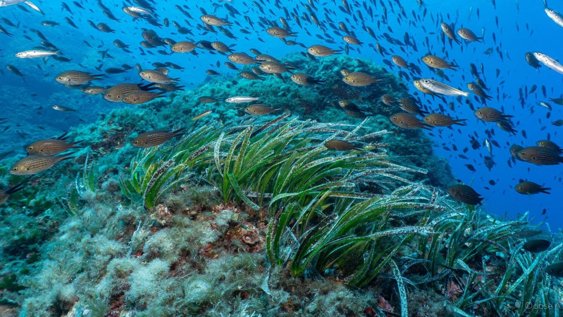 Aguas e islotes de la reserva des Freus entre Ibiza y Formentera