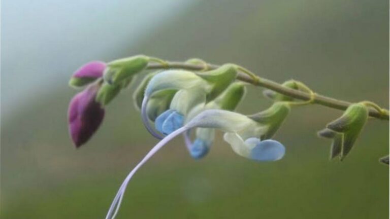 Salvia messii la planta de flores albicelestes dedicada a Messi