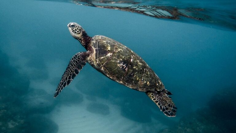 Santuarios marinos en el Atlántico para proteger ballenas y tortugas