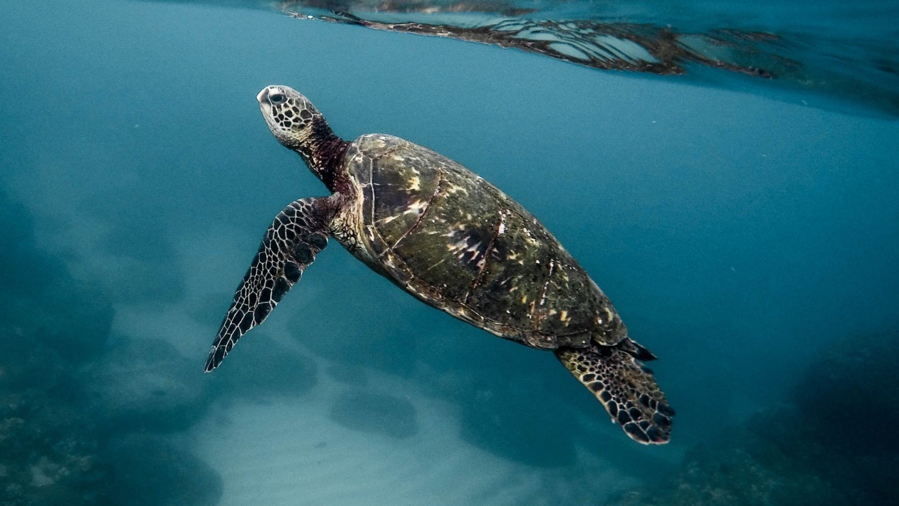 Santuarios marinos en el Atlántico para proteger ballenas y tortugas