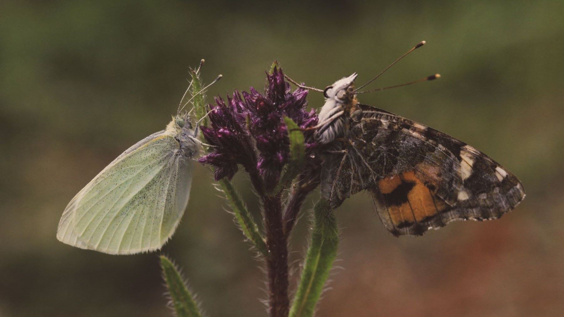Observación de mariposas en España durante un recorrido de seguimiento científico