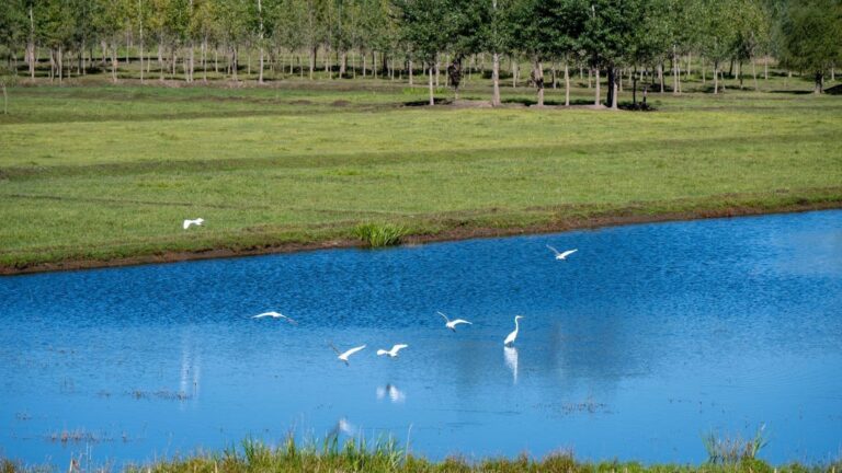 Simplificacion agraria y proteccion de la biodiversidad en el campo europeo