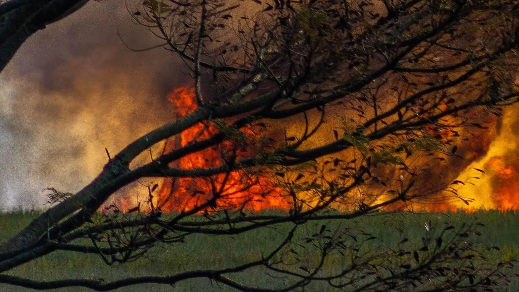 Paisaje forestal quemado por los incendios de 2026 en España