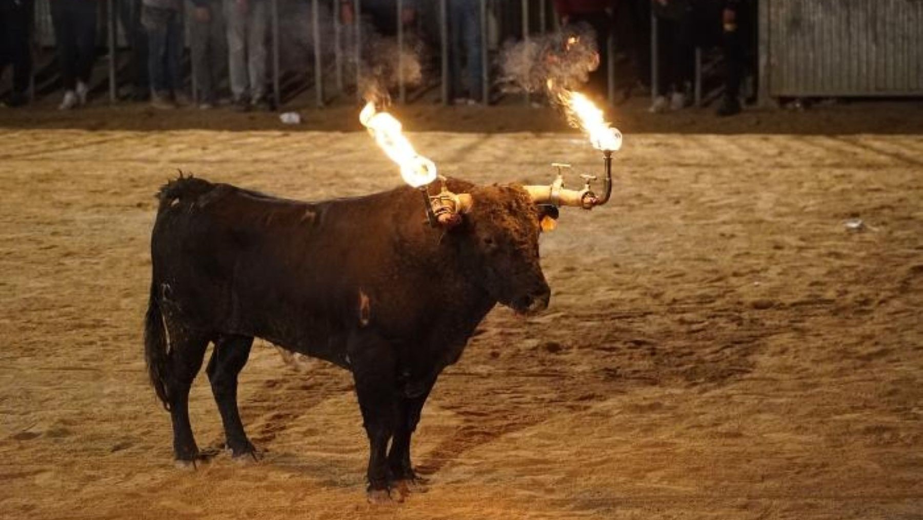 Festejo taurino en las Terres de l’Ebre, donde una encuesta analiza el rechazo al toro embolado y ensogado.