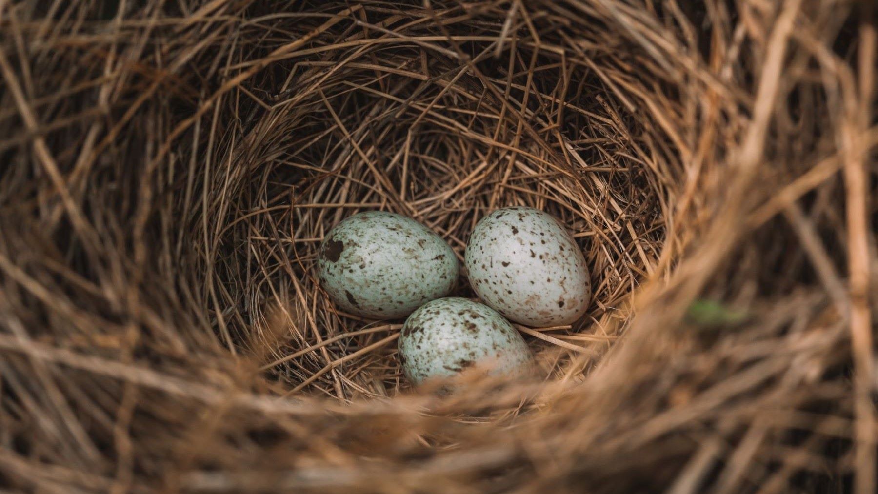Huevos intervenidos en la investigación por tráfico de huevos de aves silvestres