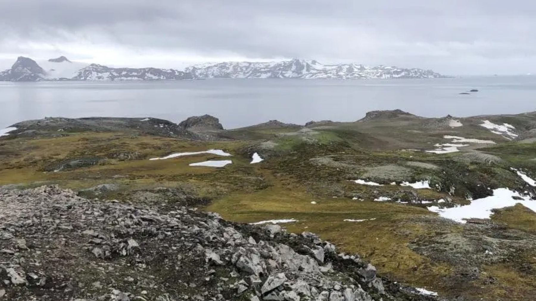 Musgos y líquenes de la vegetación antártica sobre un terreno rocoso junto al hielo.