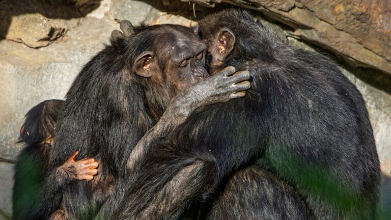 Amistad entre chimpancés durante una interacción de acicalamiento