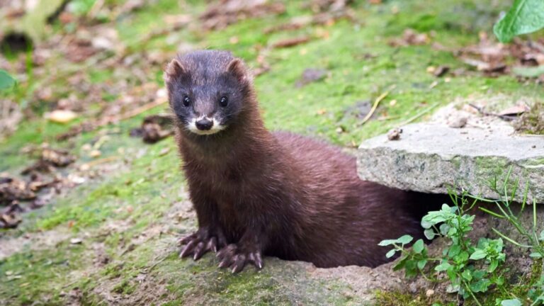 Visón europeo, especie en situación crítica en España.