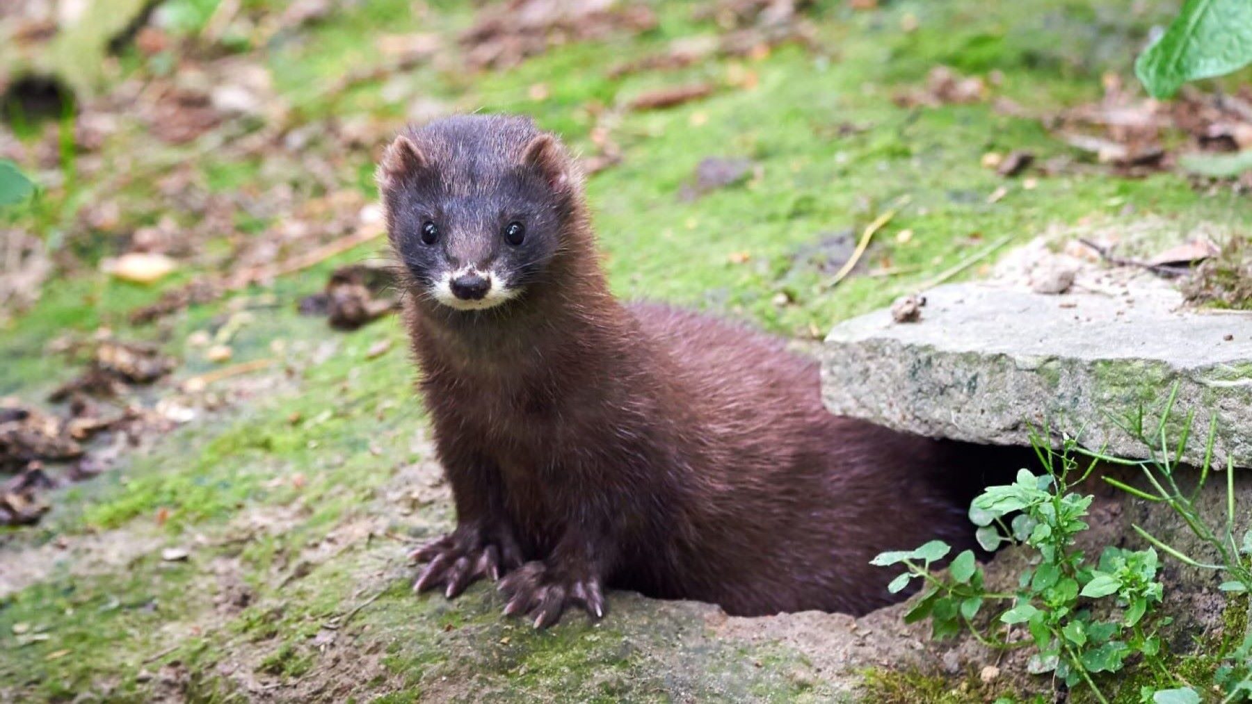 Visón europeo, especie en situación crítica en España.