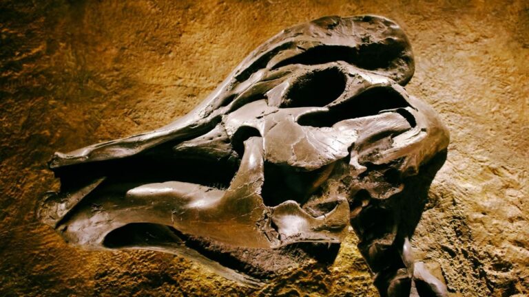 Fósil de Yuezhuornis yangyuanensis, un ave del Jurásico hallada en China