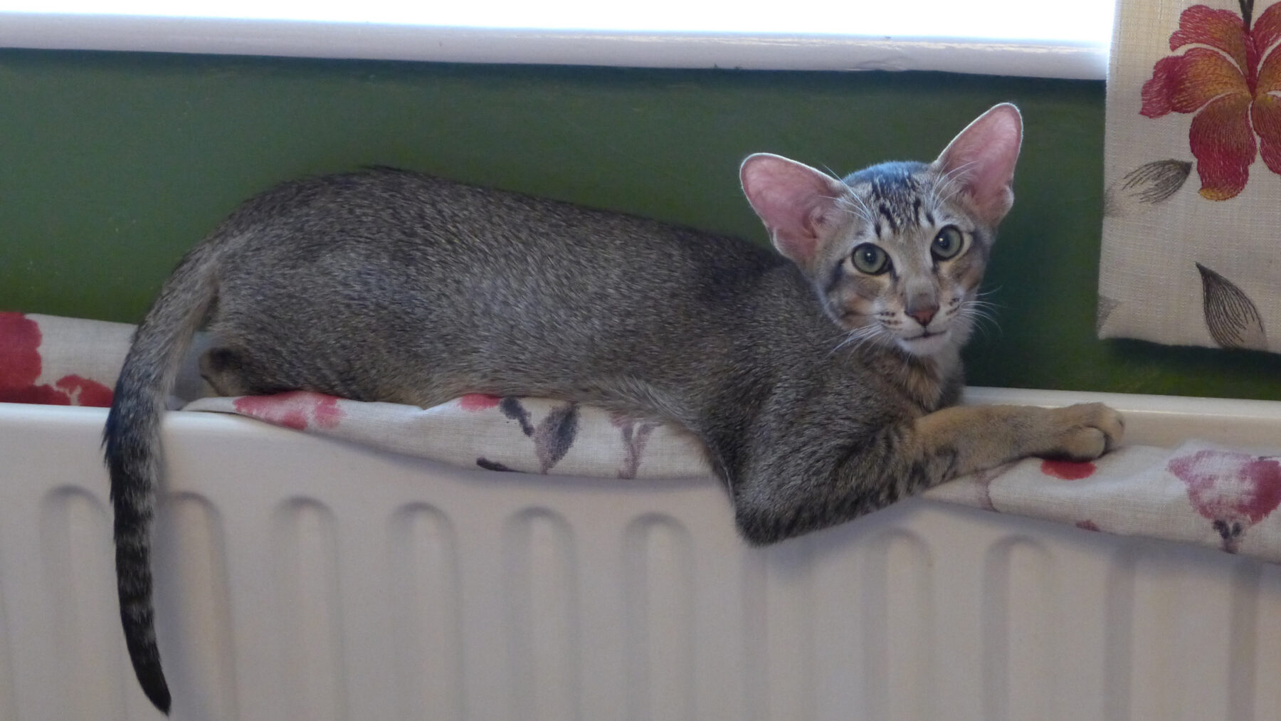 Un gatito de pelaje gris atigrado tumbado sobre un radiador blanco de calefacción, junto a una ventana, en una casa en invierno