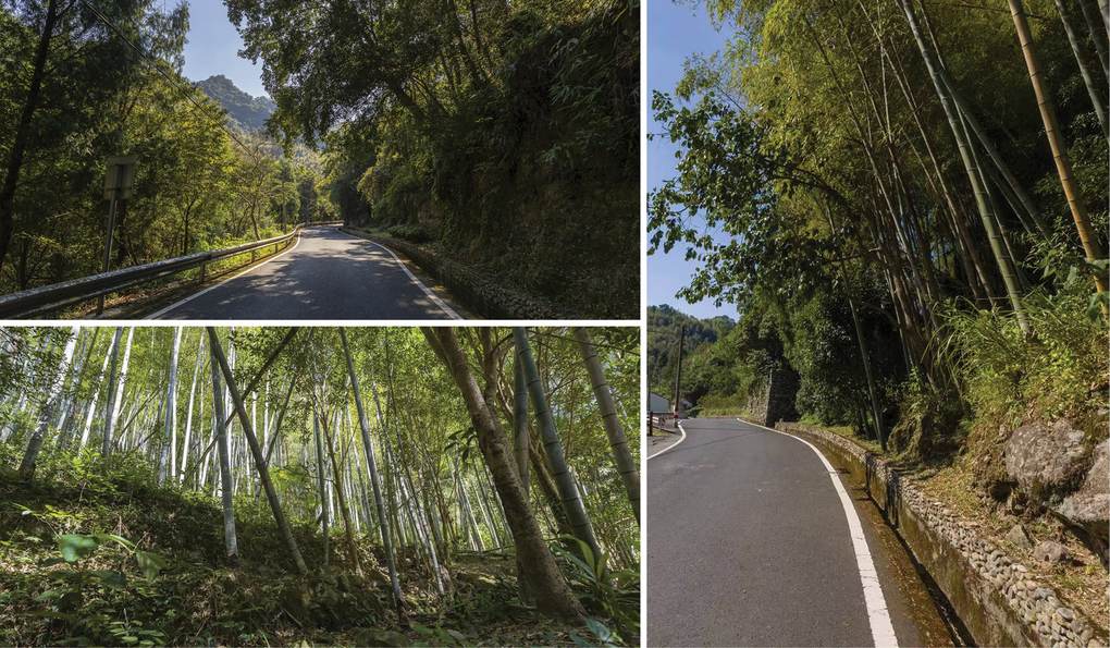 Carreteras y bosque de bambú del hábitat de Achalinus mirabilis en Youxi