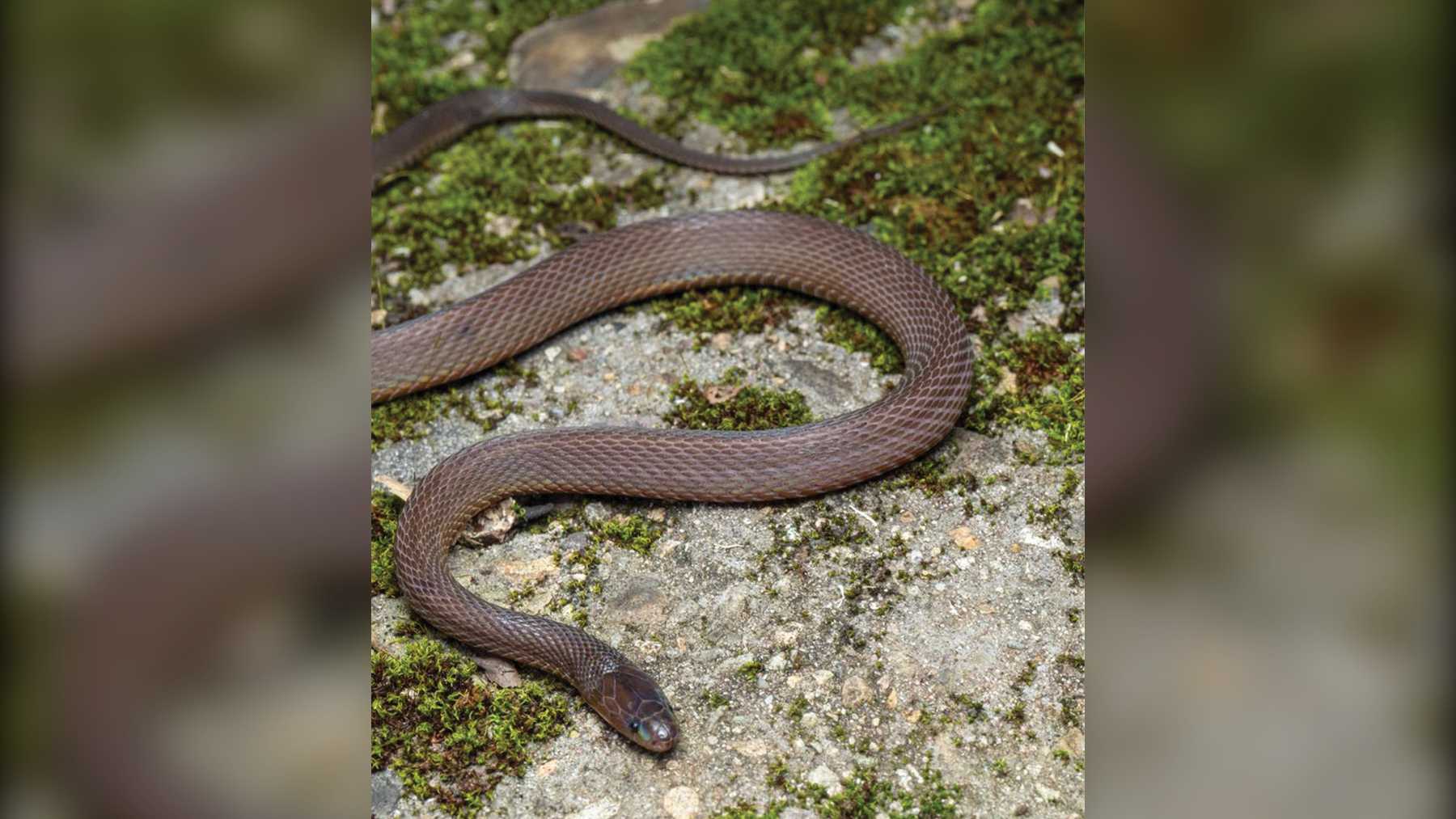 Achalinus mirabilis, nueva especie de serpiente de las montañas Kuocang en China
