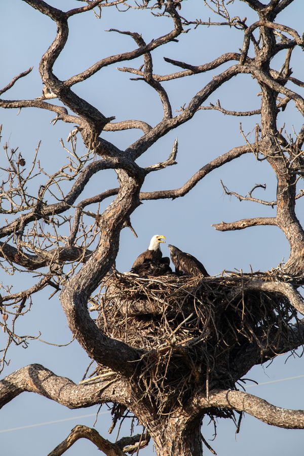 Un águila calva junto a sus pollos en un gran nido de ramas en el Centro Espacial Kennedy