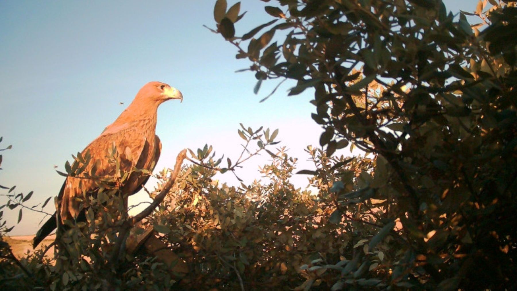 El águila imperial Revierta durante su marcaje en las instalaciones de GREFA.