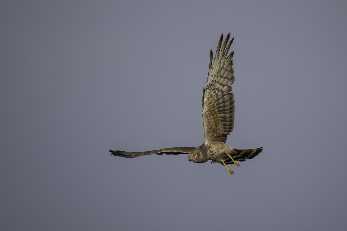 Aguilucho cenizo macho joven en vuelo con las alas abiertas
