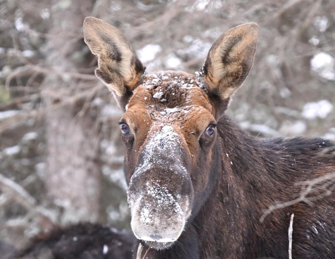 Un alce de Isle Royale con el hocico cubierto de nieve