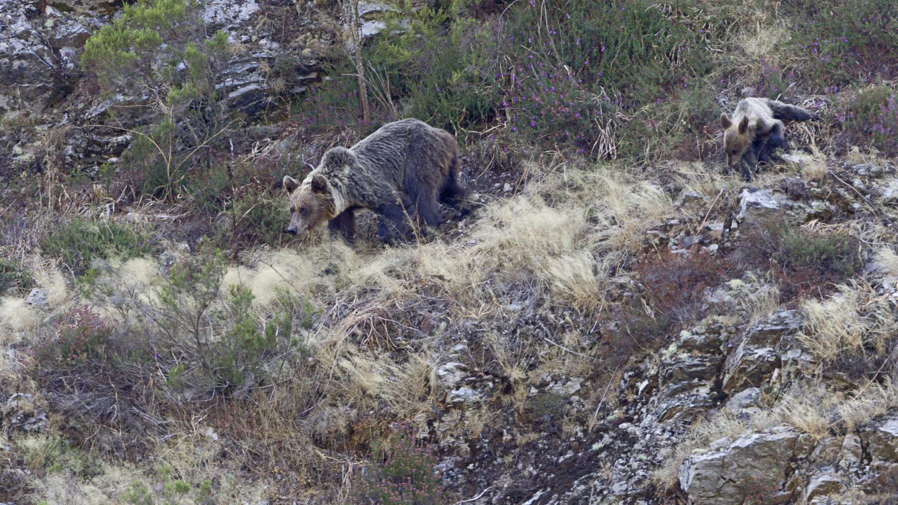 Un oso pardo cantábrico y otro ejemplar más pequeño caminan por una ladera rocosa con matorral y hierba seca.