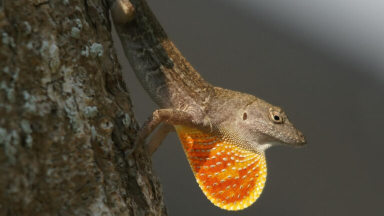 Macho de anolis marrón (Anolis sagrei), los lagartos del experimento de las Bahamas, mostrando la papada