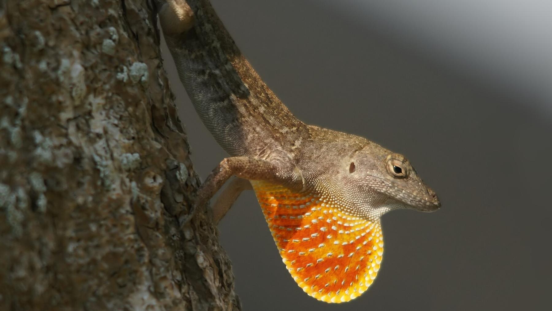 Macho de anolis marrón (Anolis sagrei), los lagartos del experimento de las Bahamas, mostrando la papada
