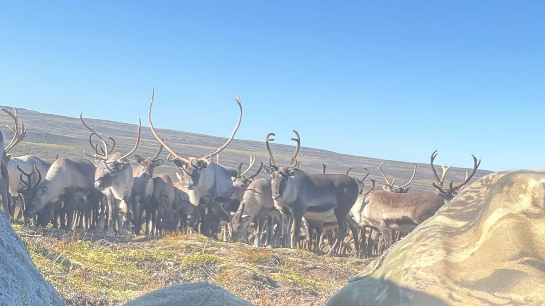 Manada de renos pasando junto a la roca tras la que se escondía Anton Freyr Birgisson en el norte de Islandia