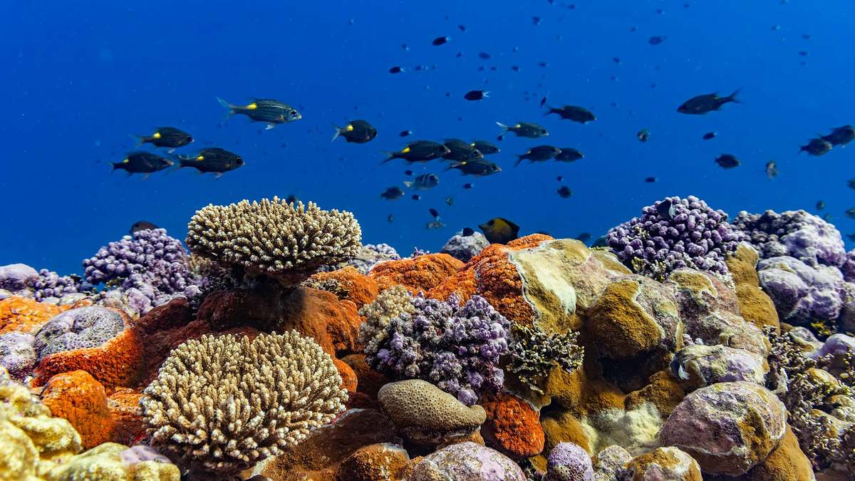 Peces emperador de línea dorada sobre un arrecife de coral en Tuvalu, uno de los países de la primera ronda del Bezos Earth Fund