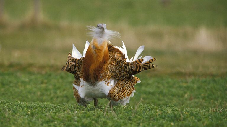 Avutarda macho en plena rueda de cortejo sobre un campo verde, una de las aves esteparias afectadas por las plantas solares de Sevilla
