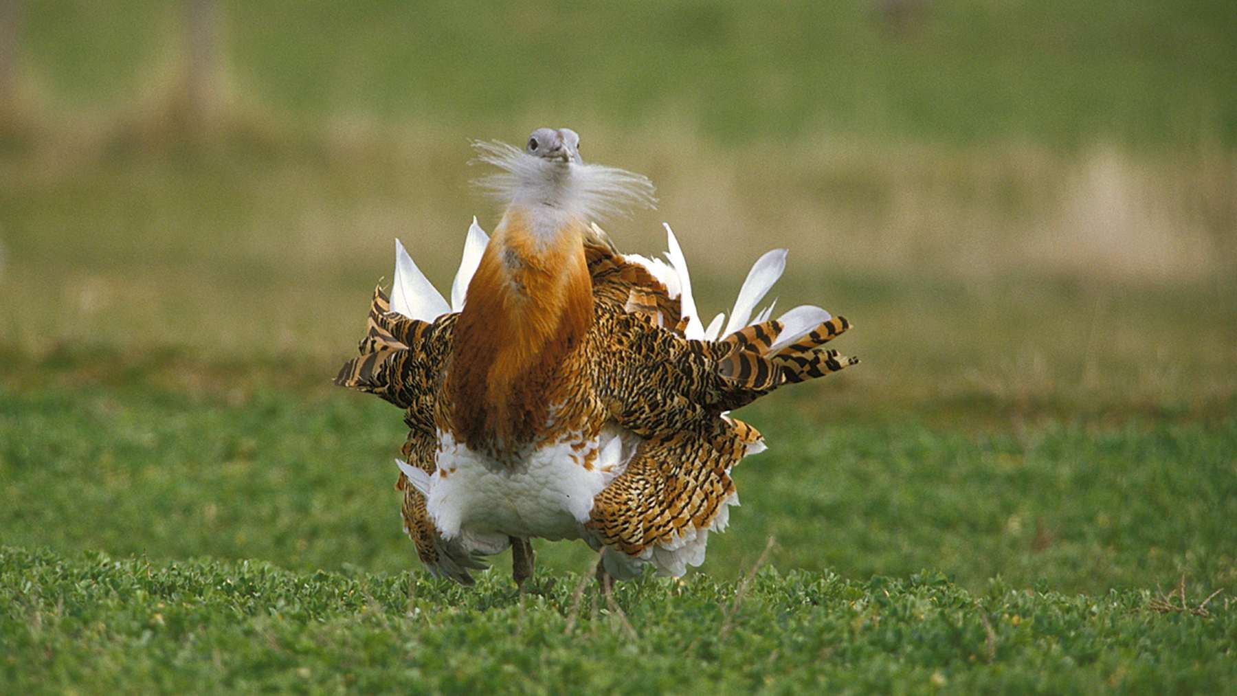 Avutarda macho en plena rueda de cortejo sobre un campo verde, una de las aves esteparias afectadas por las plantas solares de Sevilla